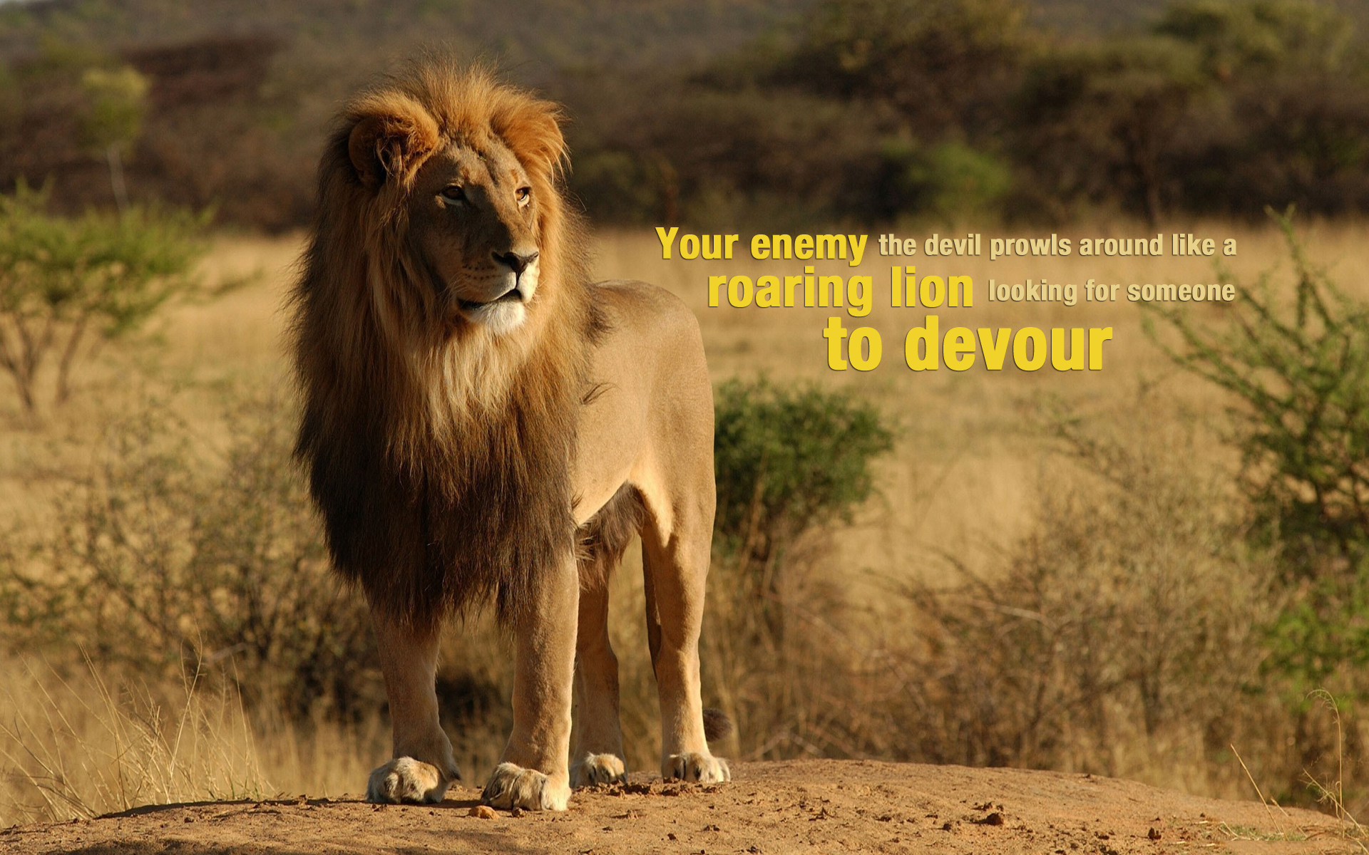 Male Lion - HD Wallpaper 