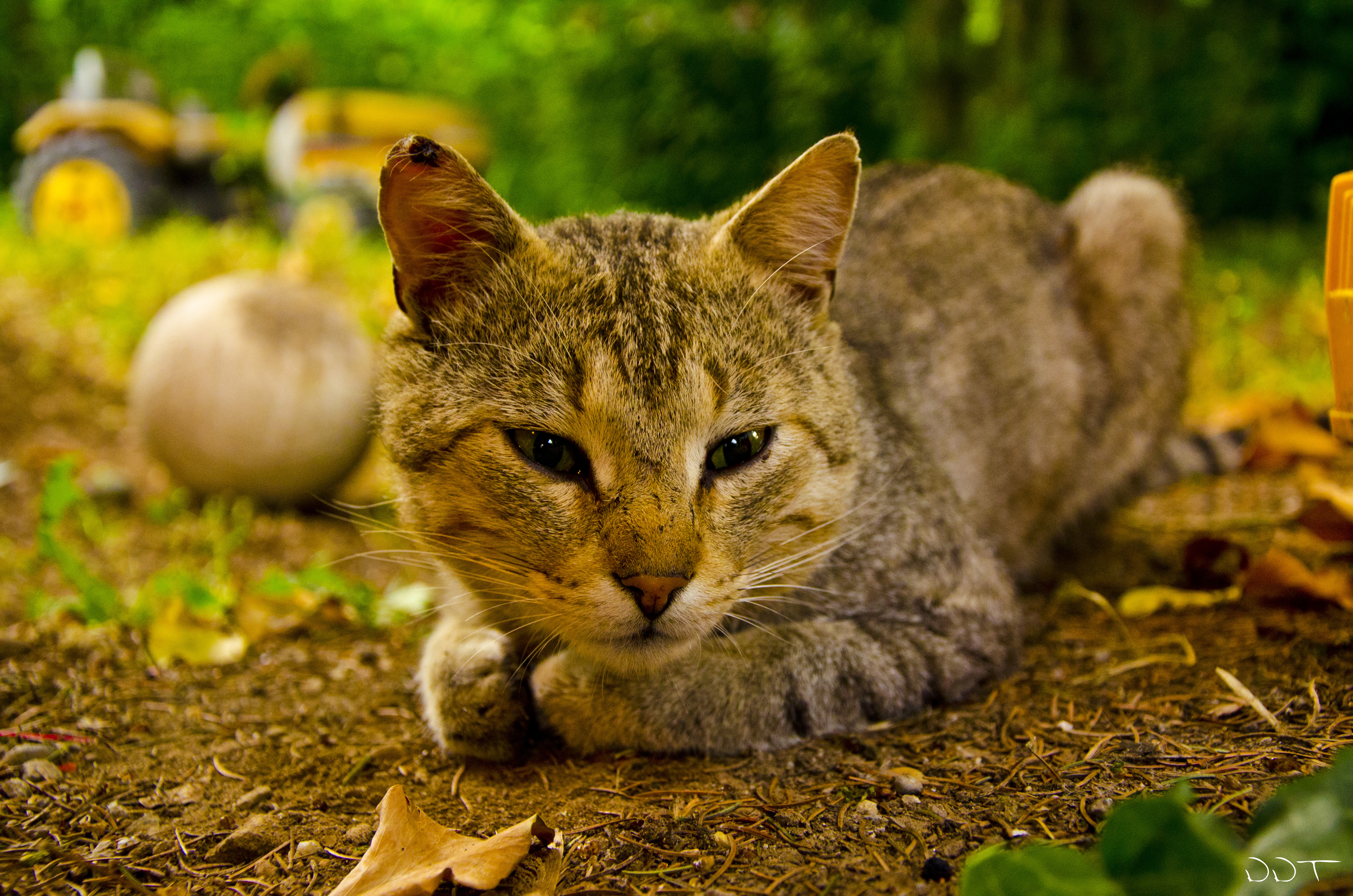 Wallpaper - HD Wallpaper 