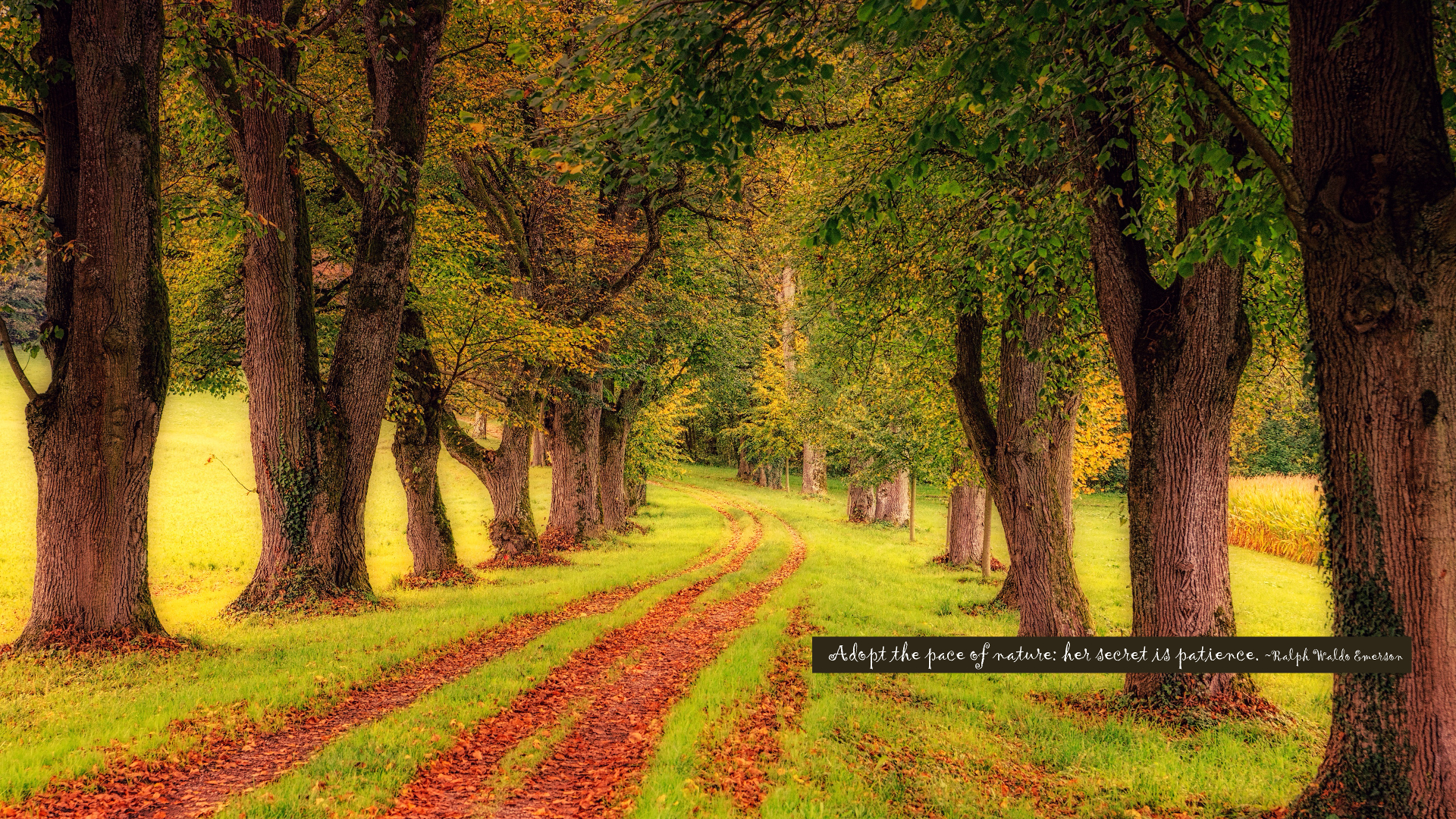 Path Autumn Leave - HD Wallpaper 