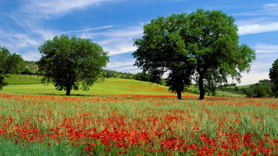 Field Of Poppies In Toscana Wallpaper,trees Hd Wallpaper,field - Tuscany Italy - HD Wallpaper 