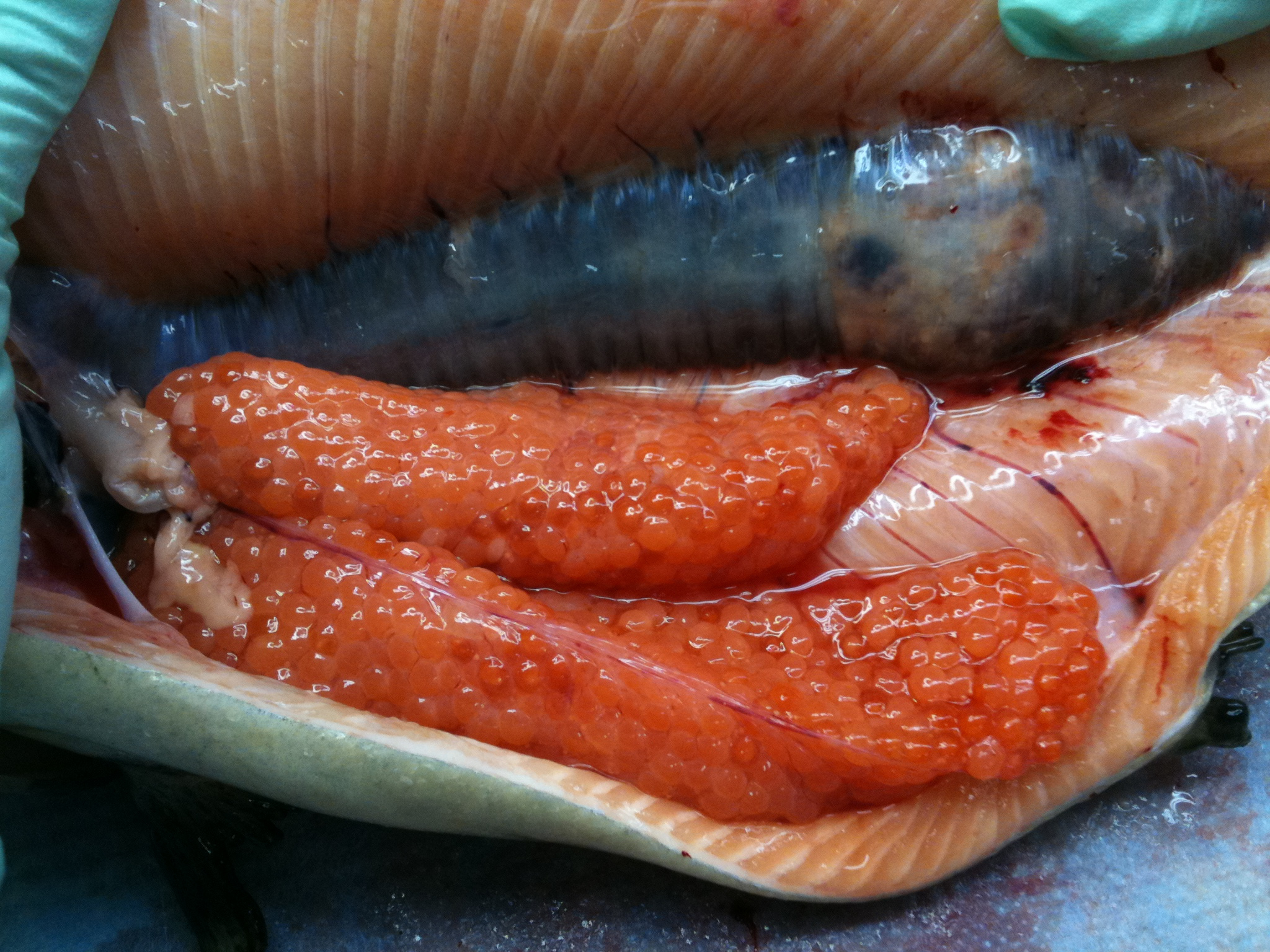 Bacterial Kidney Disease In A Spring Chinook Salmon - Fish Radioactive Fukushima - HD Wallpaper 