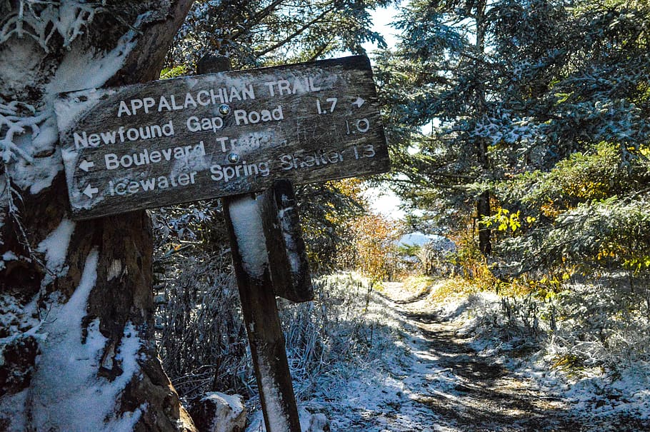 United States, Great Smoky Mountains, Nature, Appalachian - Tree - HD Wallpaper 