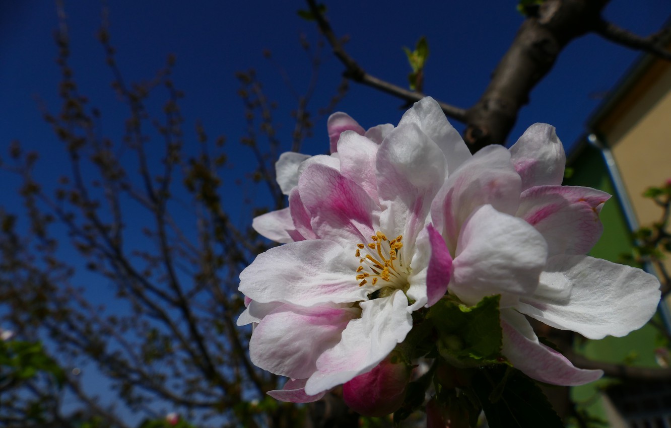 Photo Wallpaper Flower, The Sky, Nature, Tree, Kidney - Cherry Blossom - HD Wallpaper 
