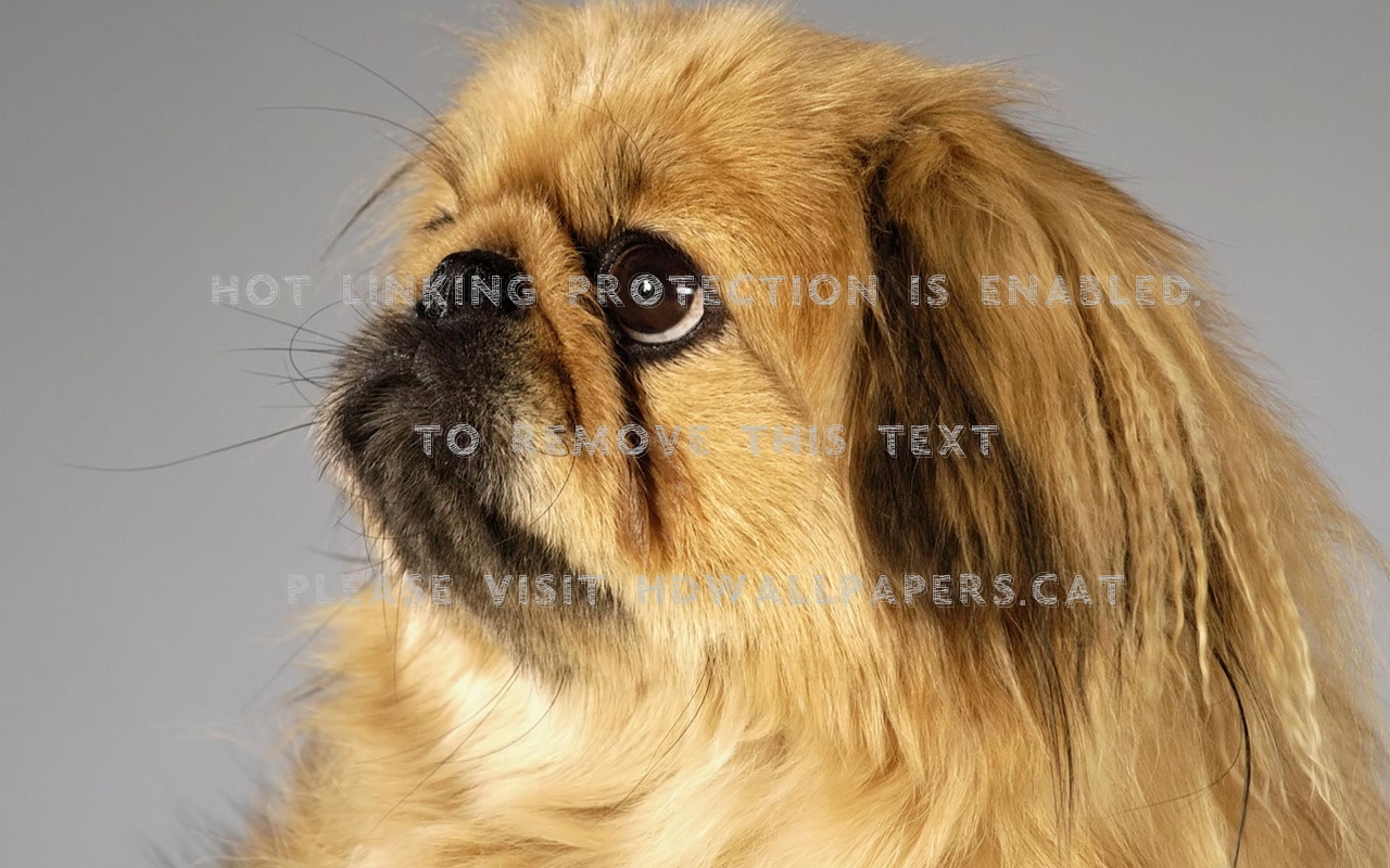 Pekingese Gizmo Gold Dog Animals - Gold Pekingese - HD Wallpaper 