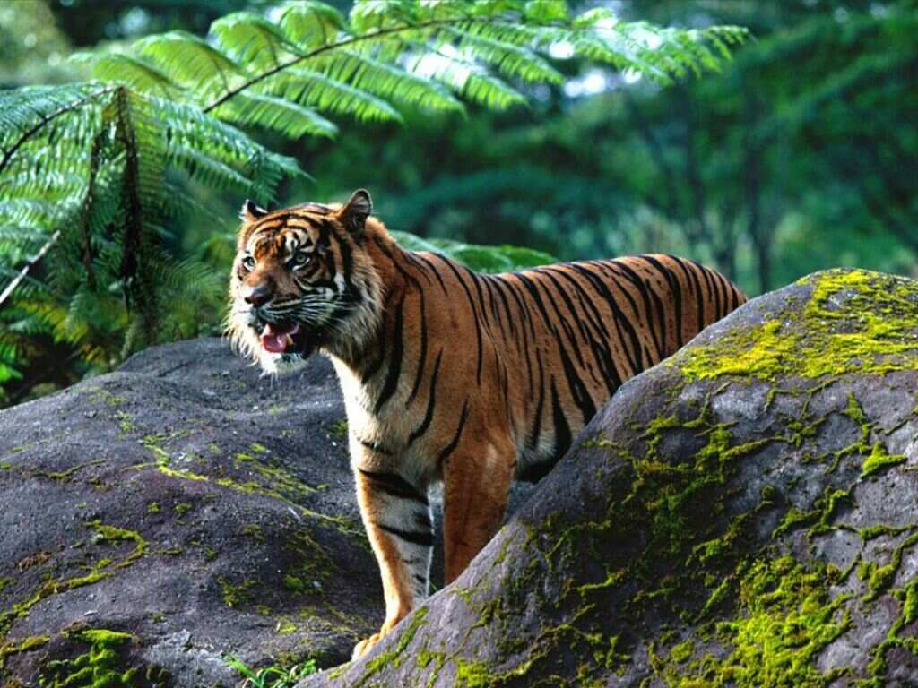 Sumatran Tiger Wallpaper Hd - HD Wallpaper 