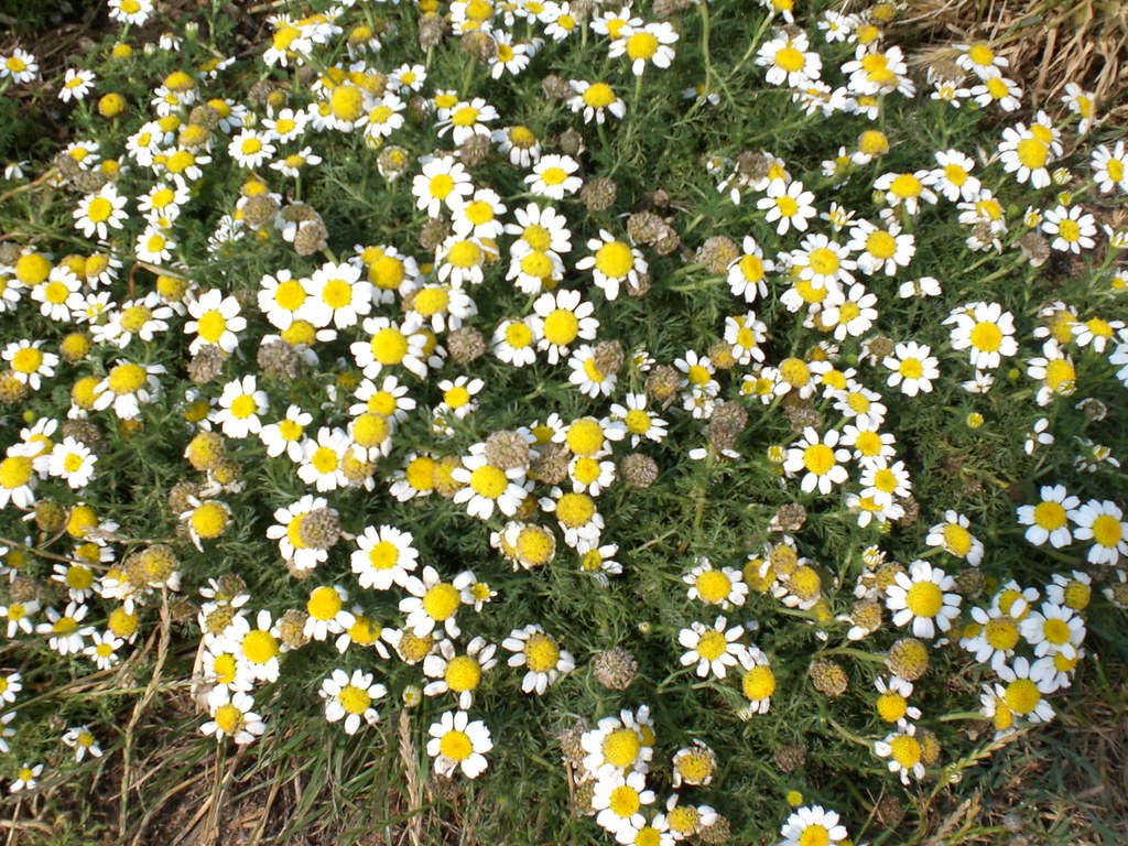 Chamomile - HD Wallpaper 