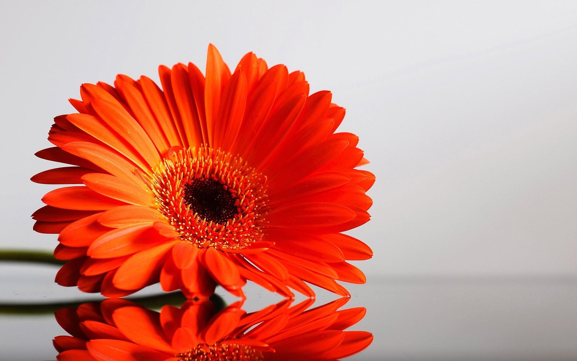 Gerbera Orange Flower Wallpaper Hd - HD Wallpaper 