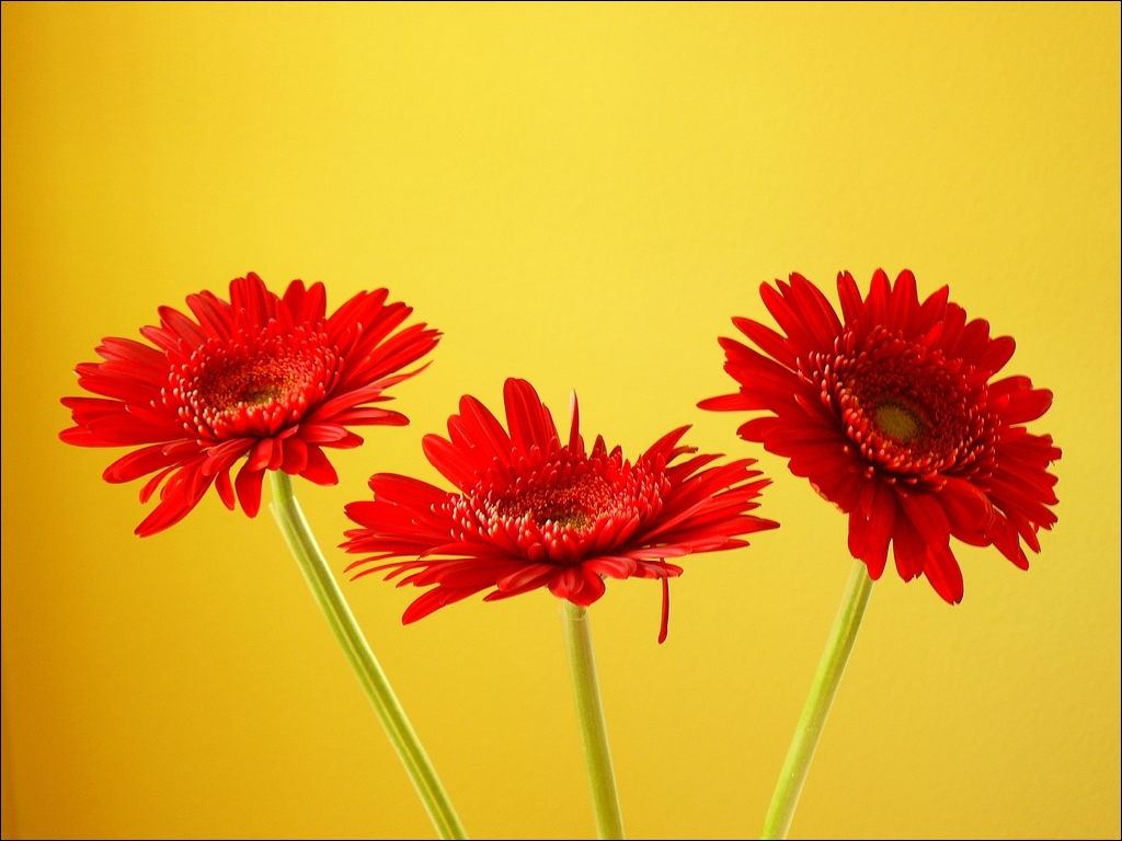 Transvaal Daisy - HD Wallpaper 