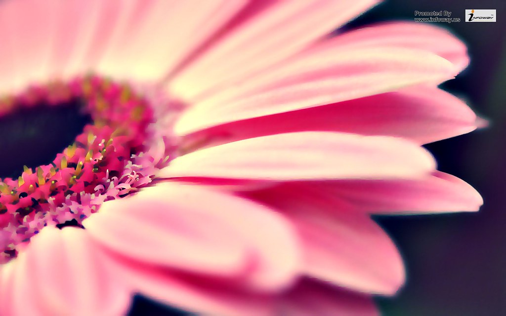 Pink Flower - HD Wallpaper 