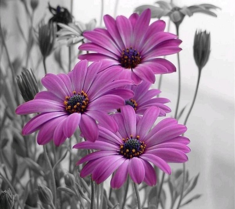Purple Flower Painting - HD Wallpaper 