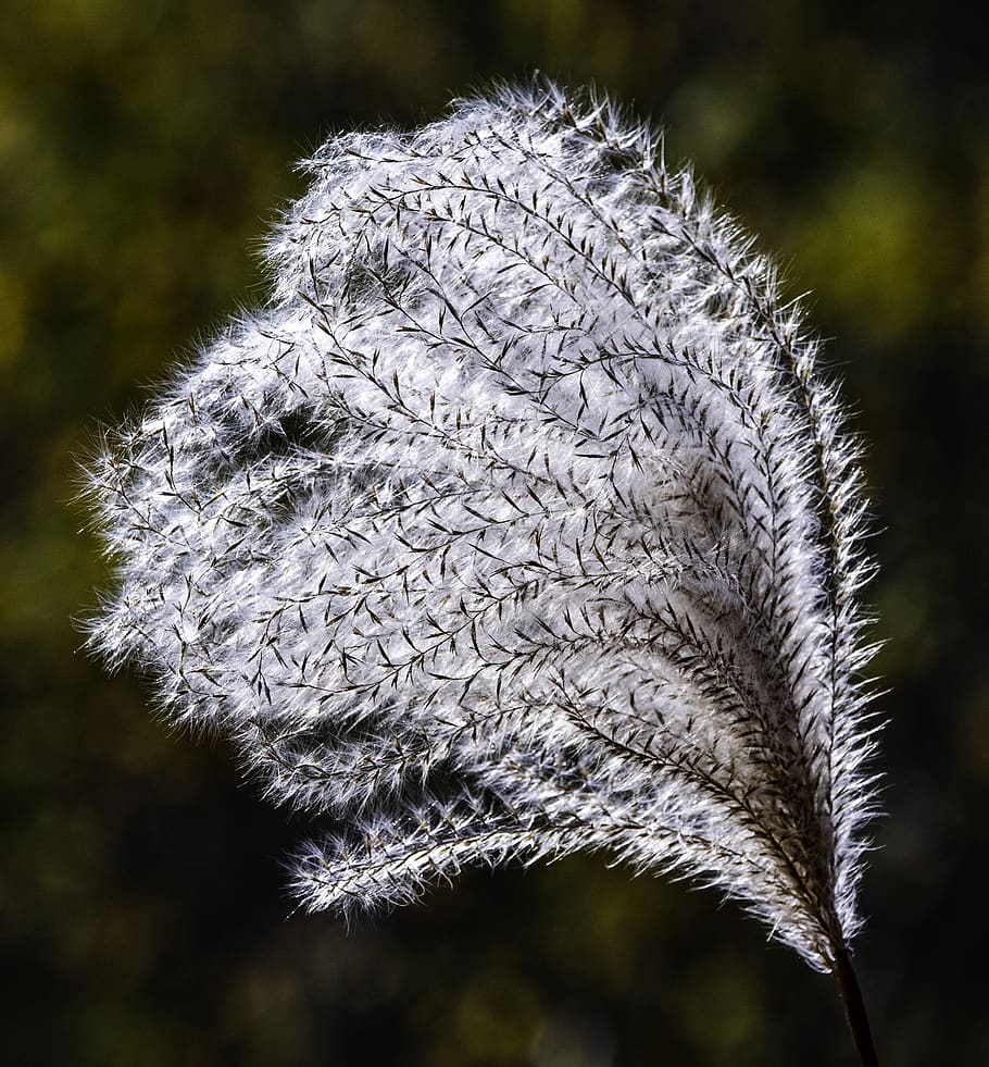 White, Plant, Frond, Fluffy, Puffy, Macro, Gentle, - Wildflower - HD Wallpaper 