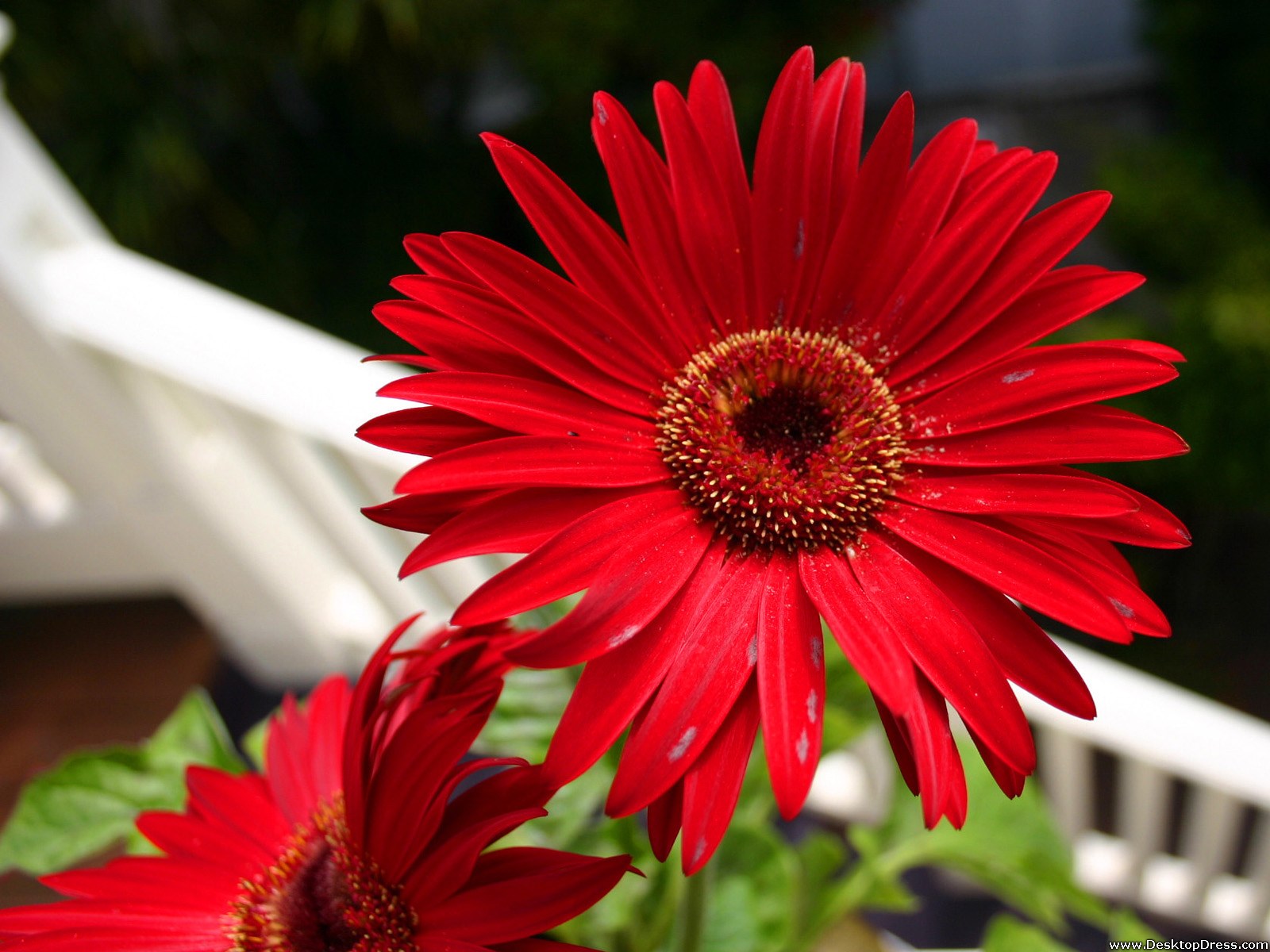 Red Gerbera Daisy - Gerbera Daisy Like Flowers - HD Wallpaper 