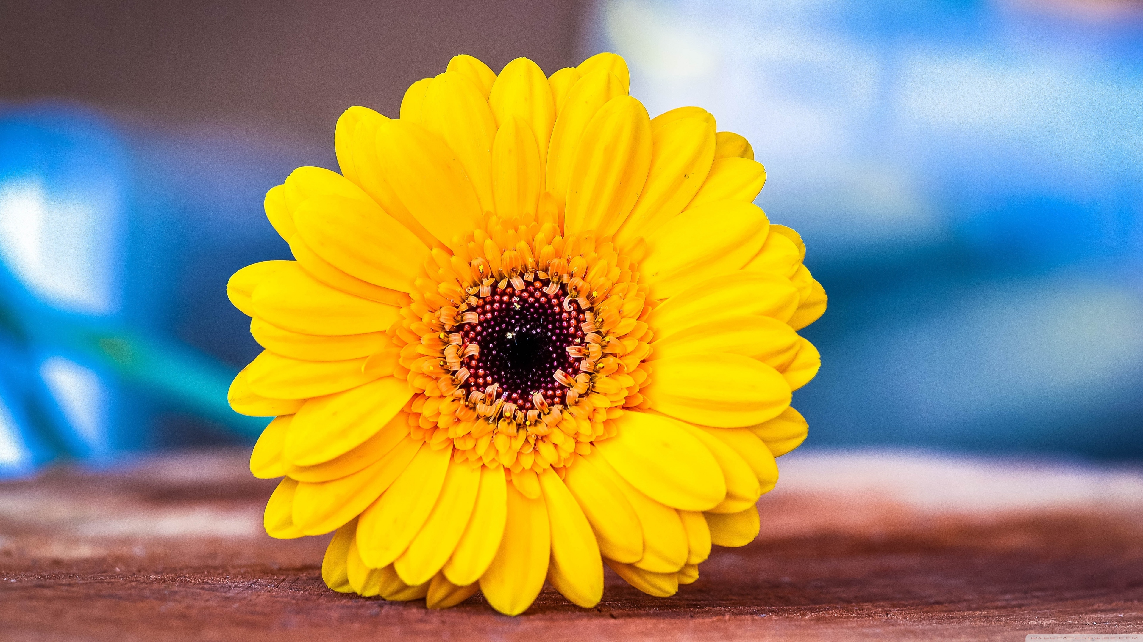 1440p - HD Wallpaper 