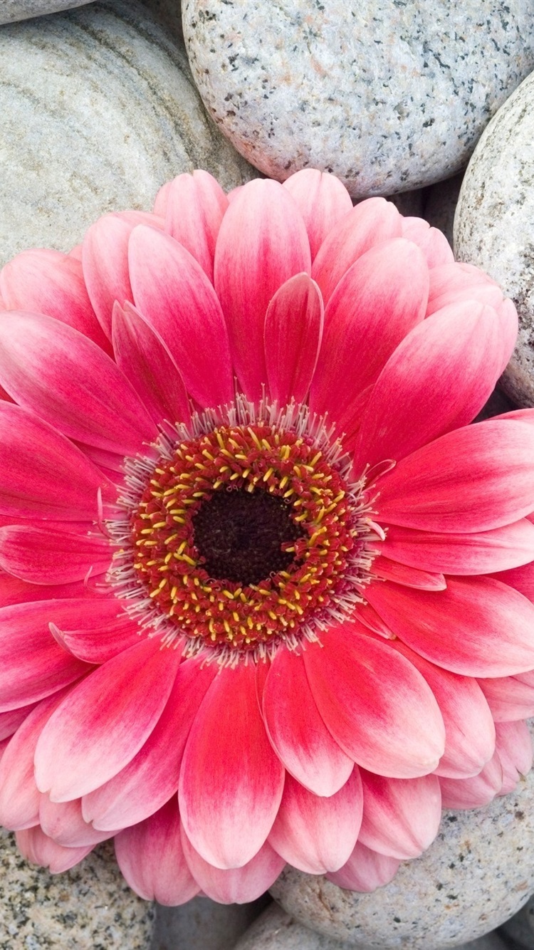 Iphone Wallpaper Pink Gerbera Flower And Stones - New Beautiful Flowers Good Morning - HD Wallpaper 