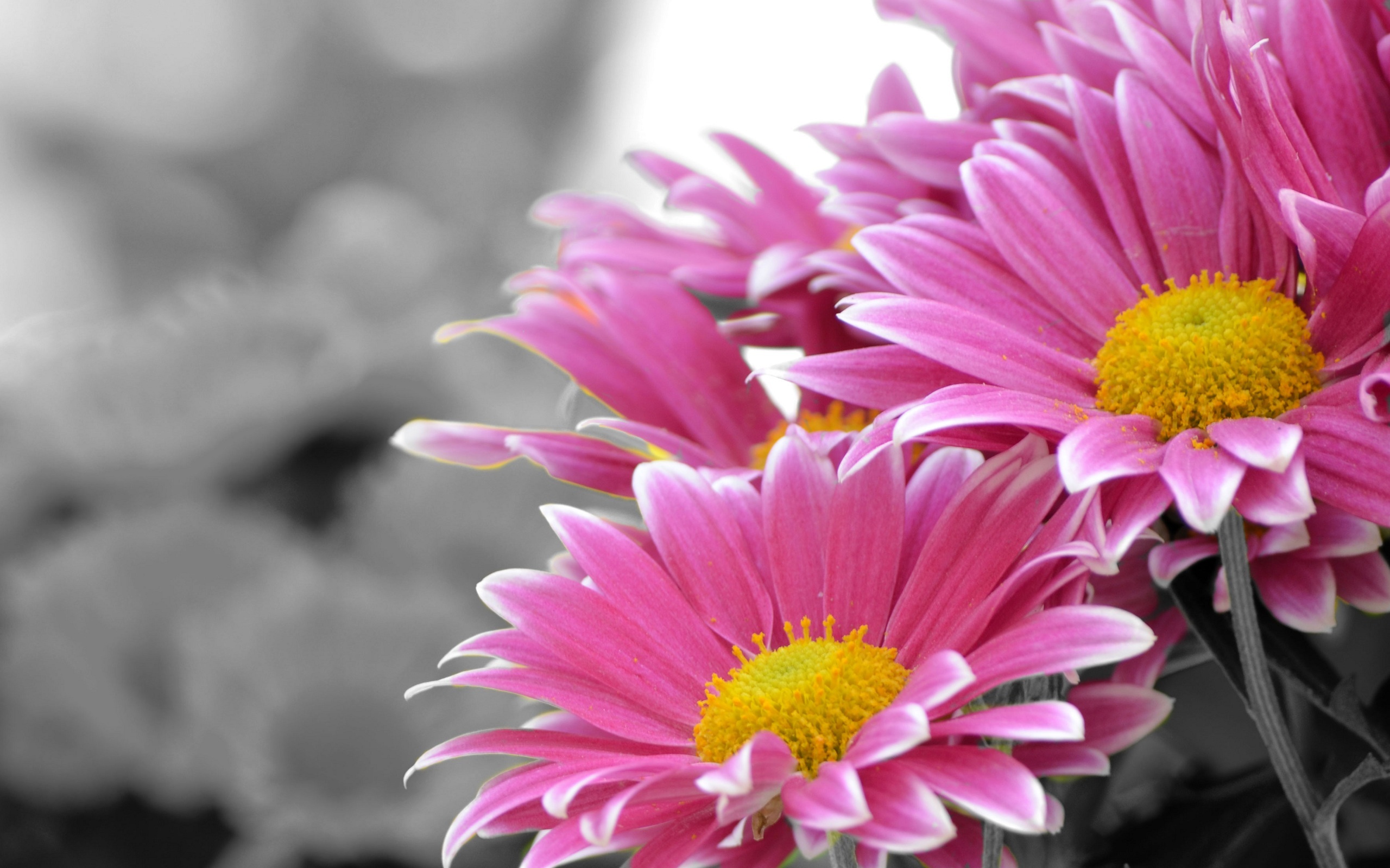 Barberton Daisy - HD Wallpaper 