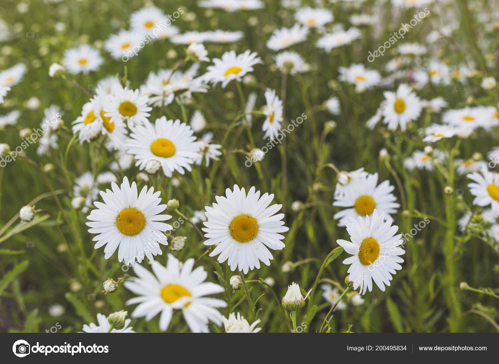 Oxeye Daisy - HD Wallpaper 