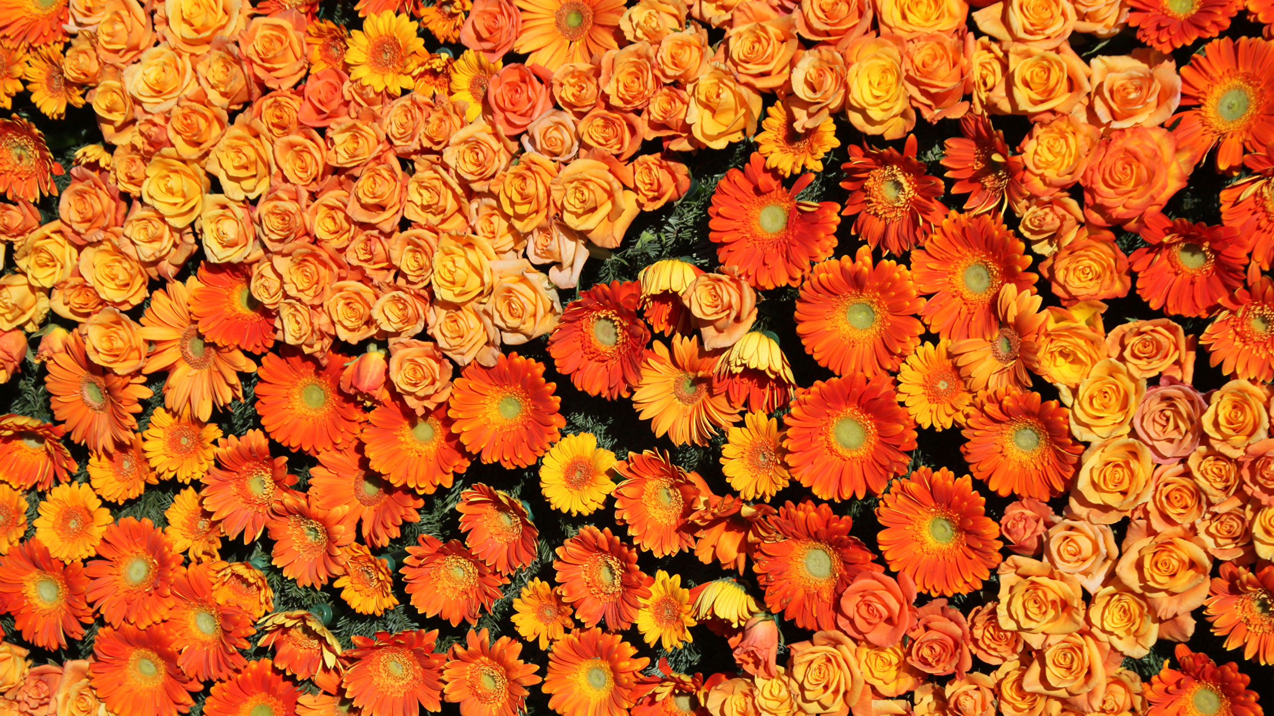 Orange Flowers - HD Wallpaper 