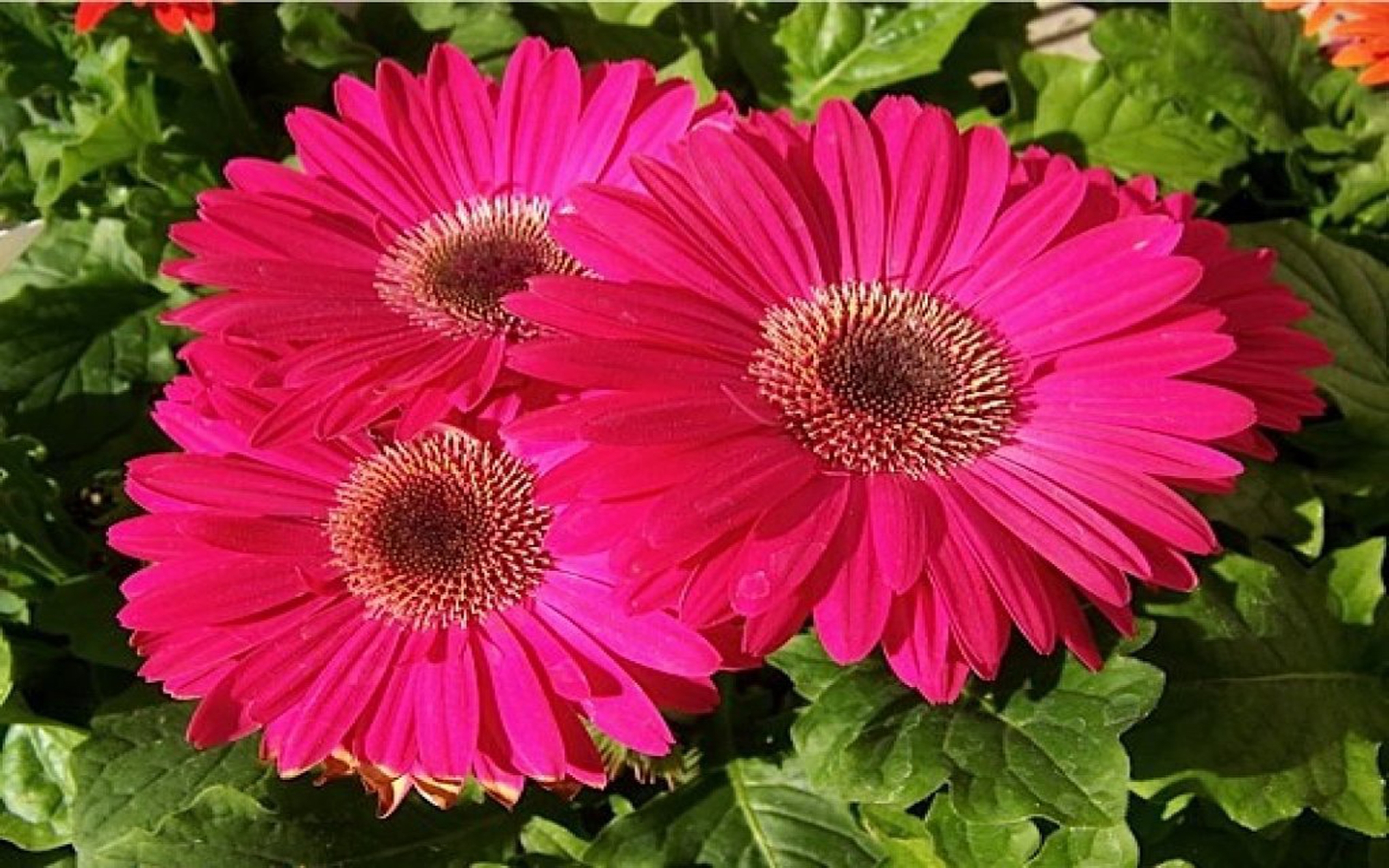 Gerbera Daisies - HD Wallpaper 