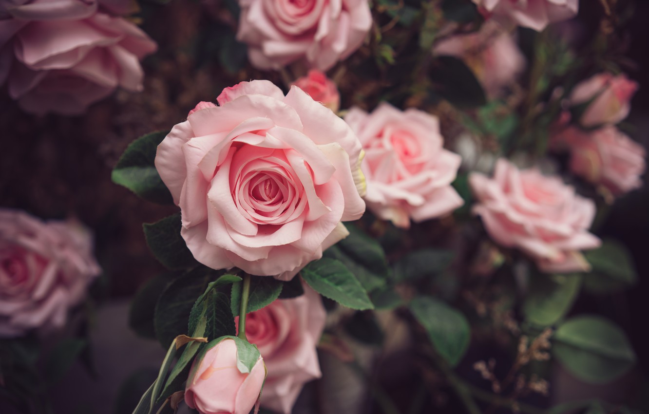 Photo Wallpaper Nature, Bush, Roses, Gentle, Pink, - Pink - HD Wallpaper 