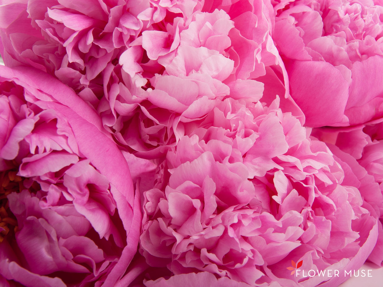 Pink Peony - HD Wallpaper 