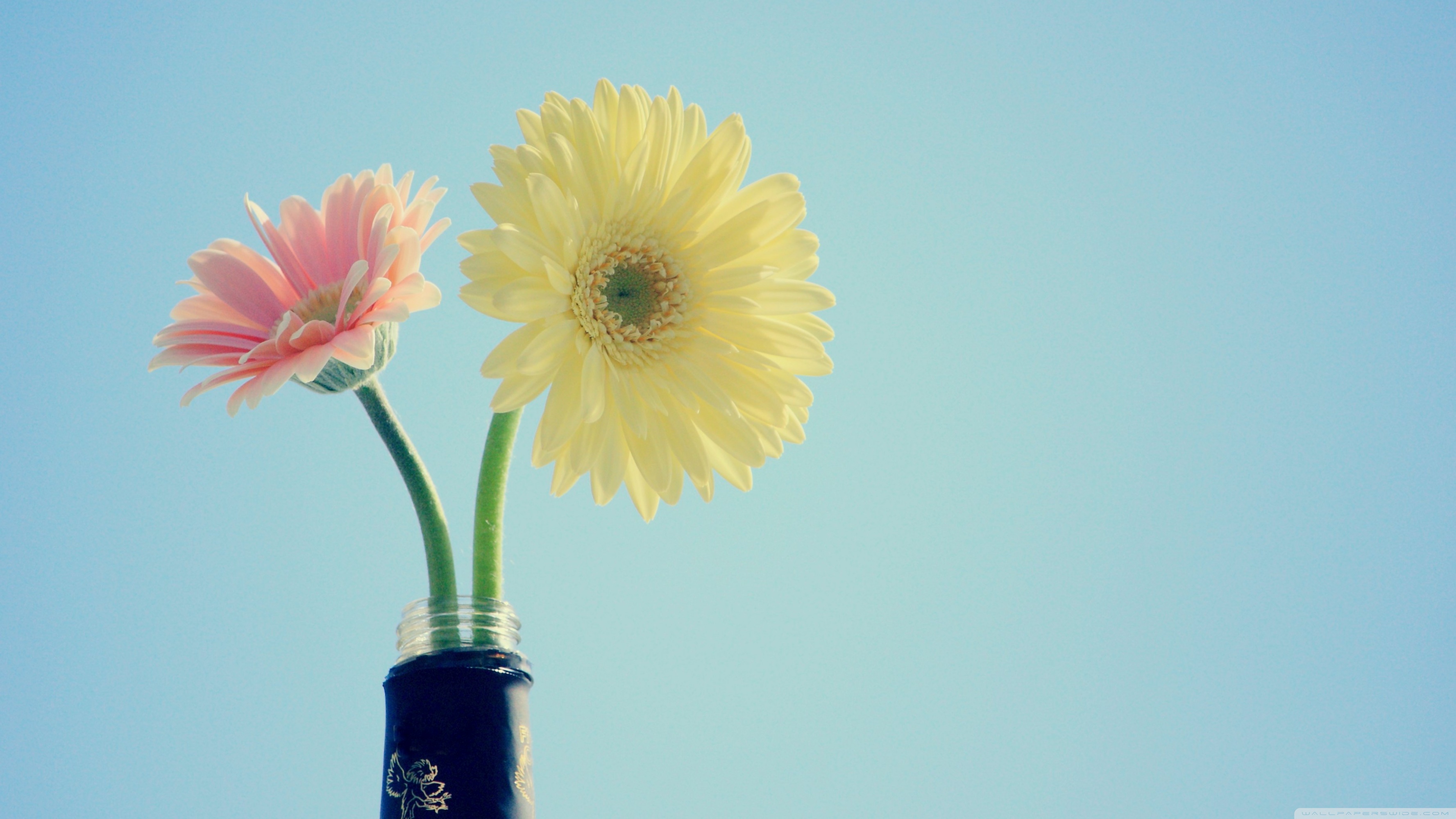 Gerbera Wallpaper Hd - HD Wallpaper 