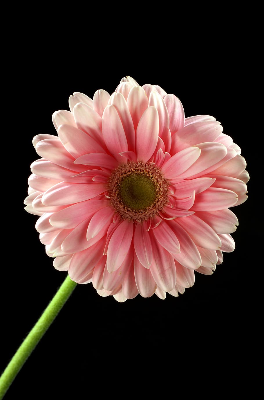 Flower, Pink, Pink Flower, Plant, Flowers, Beautiful, - Flores Rosas Con Fondo Negro - HD Wallpaper 