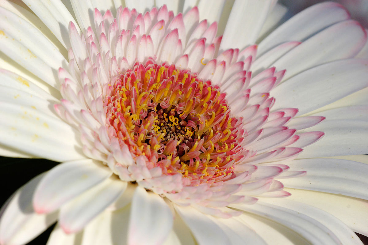 Gerbera, Wallpaper V - Classification Of Gerbera Flower - HD Wallpaper 