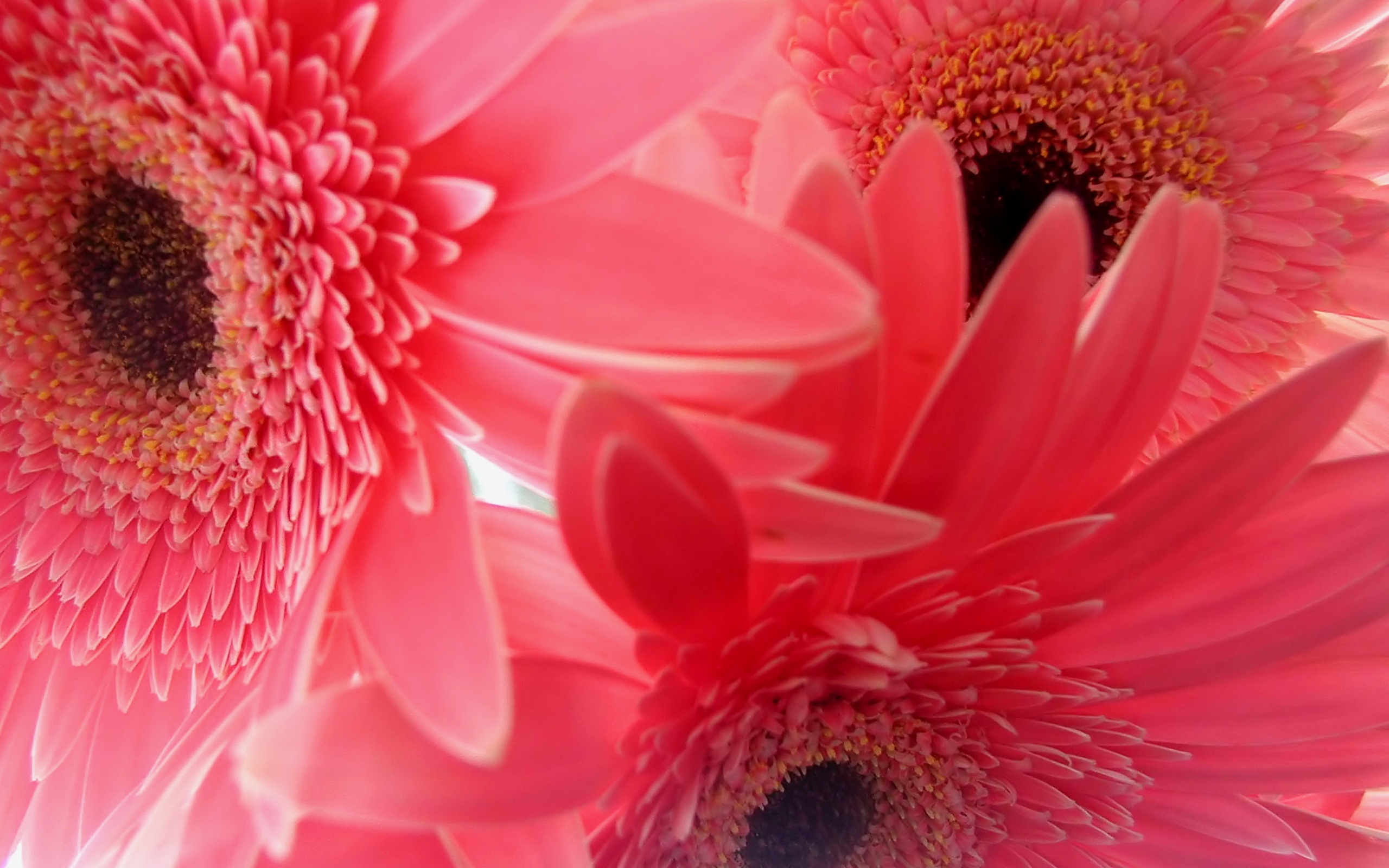 Sweety Gerbera Flower Image - Hd Flower Wallpaper Of Gerbera - HD Wallpaper 