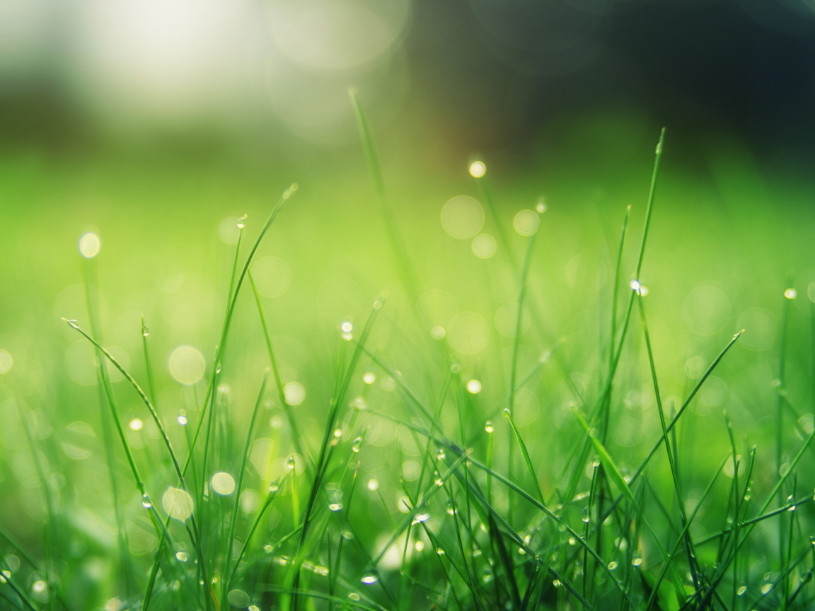 Green Grass - HD Wallpaper 