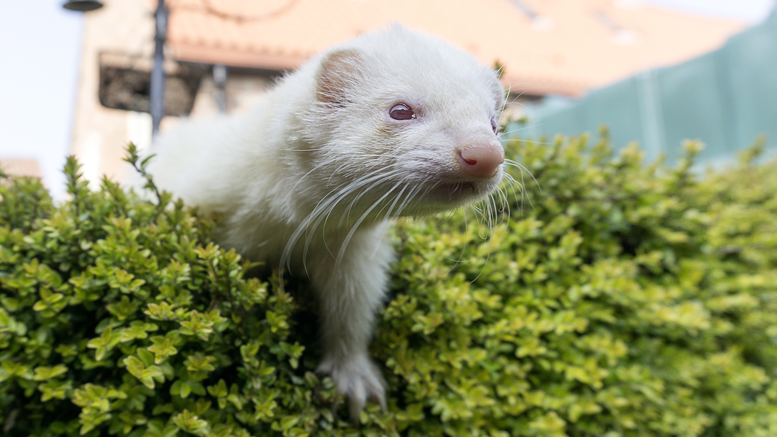 Weasels - HD Wallpaper 