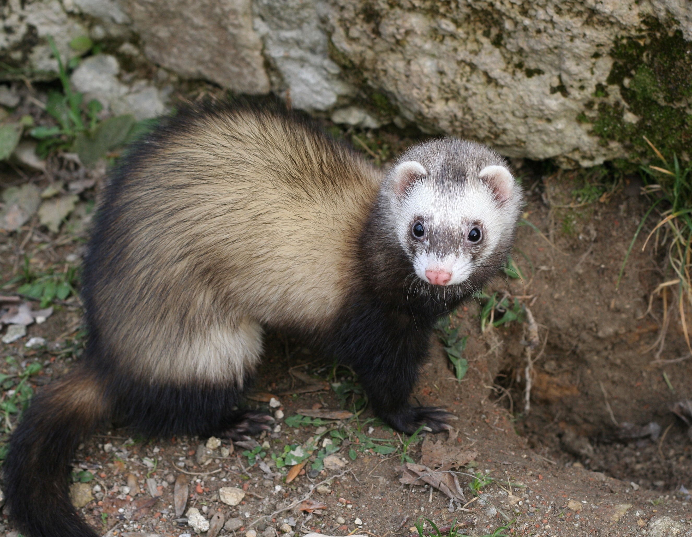 Ferret Studies 2652x58 Wallpaper Teahub Io