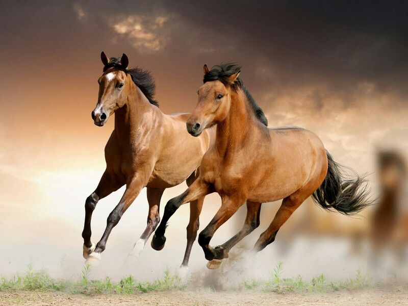 Right Side Running Horse - HD Wallpaper 