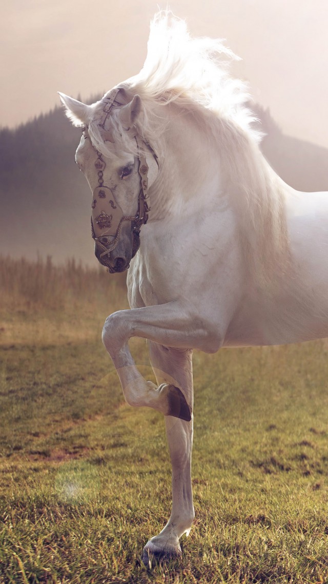 Horse, Cute Animals, Sunset - White Arabian Horse - HD Wallpaper 