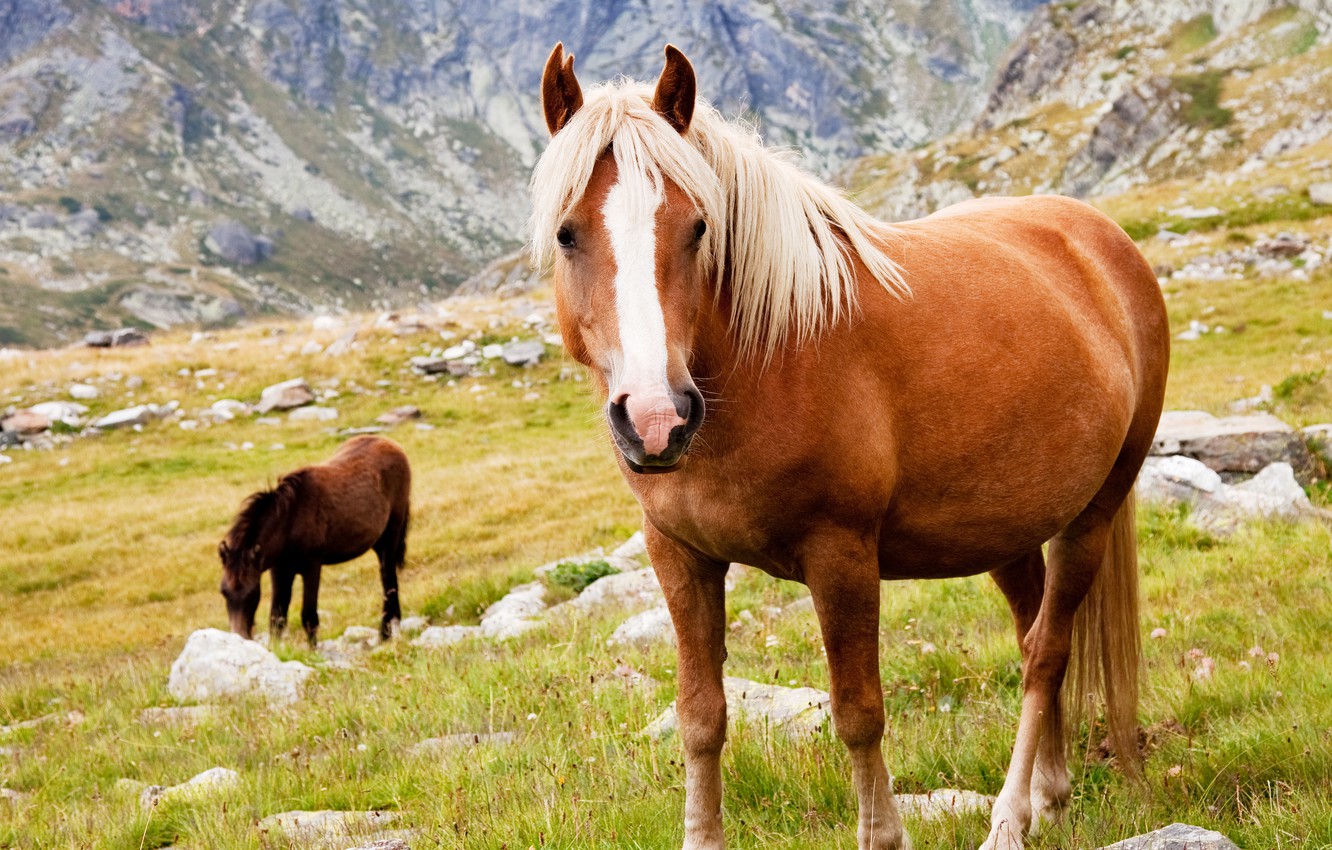 Photo Wallpaper Animals, Grass, Mountains, Stones, - Horse - HD Wallpaper 