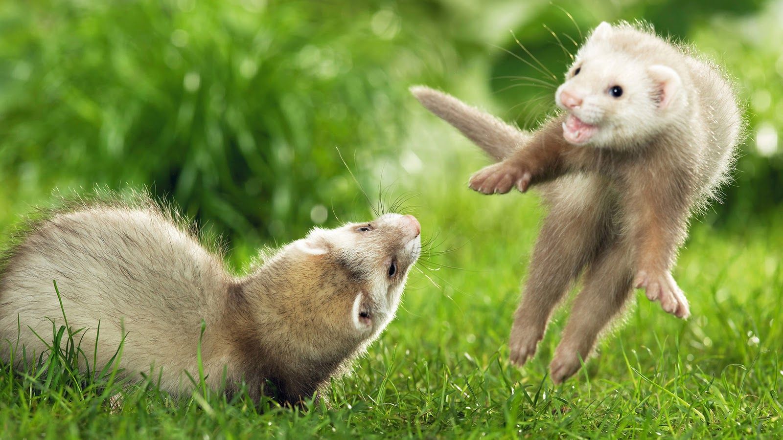 World Best Beautiful Animal - 1600x900 Wallpaper World Best Beautiful Animal - 1600x900 Wallpaper