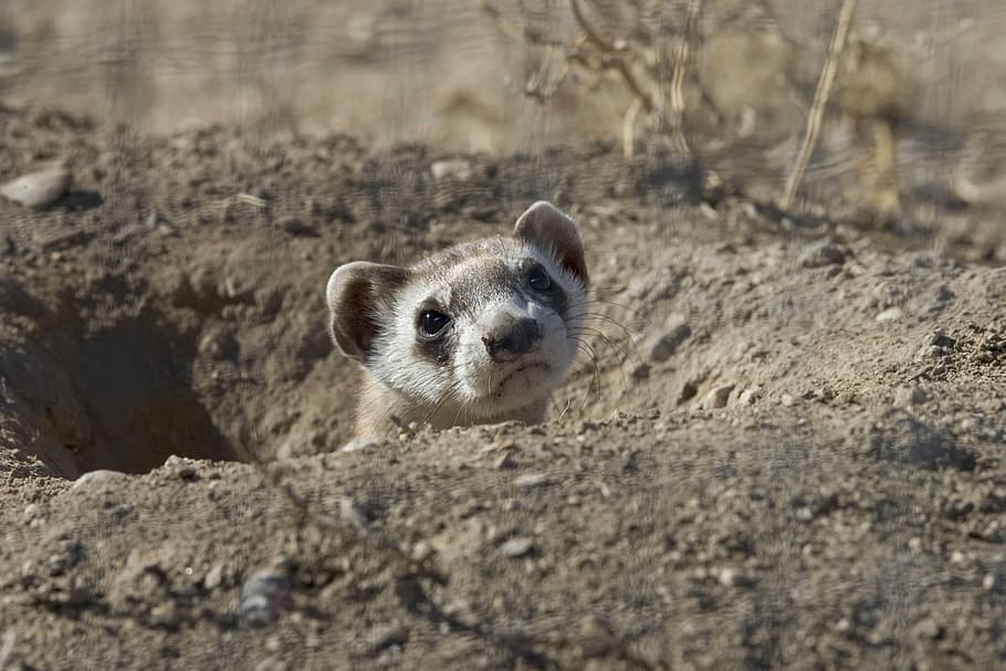 Animal, Head, Ferret, Footed, Black, Skunks, Ferrets, - Black Footed Ferret Eating - HD Wallpaper 