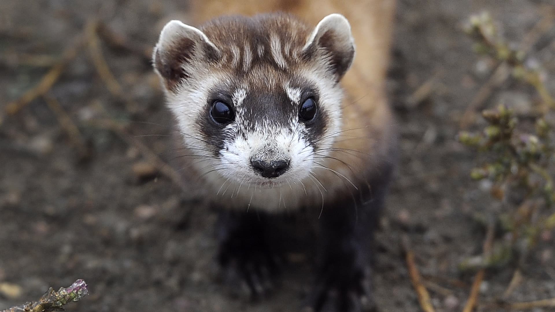 Black Footed Ferret - HD Wallpaper 