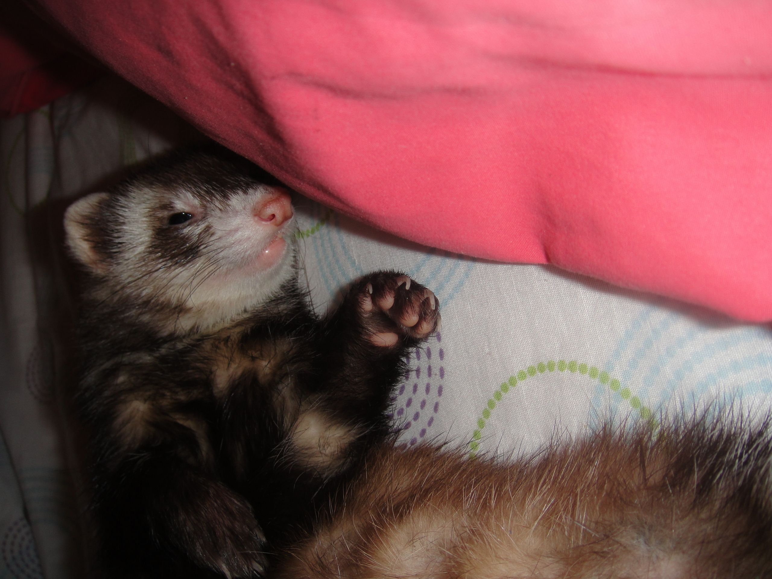 Ferret - HD Wallpaper 