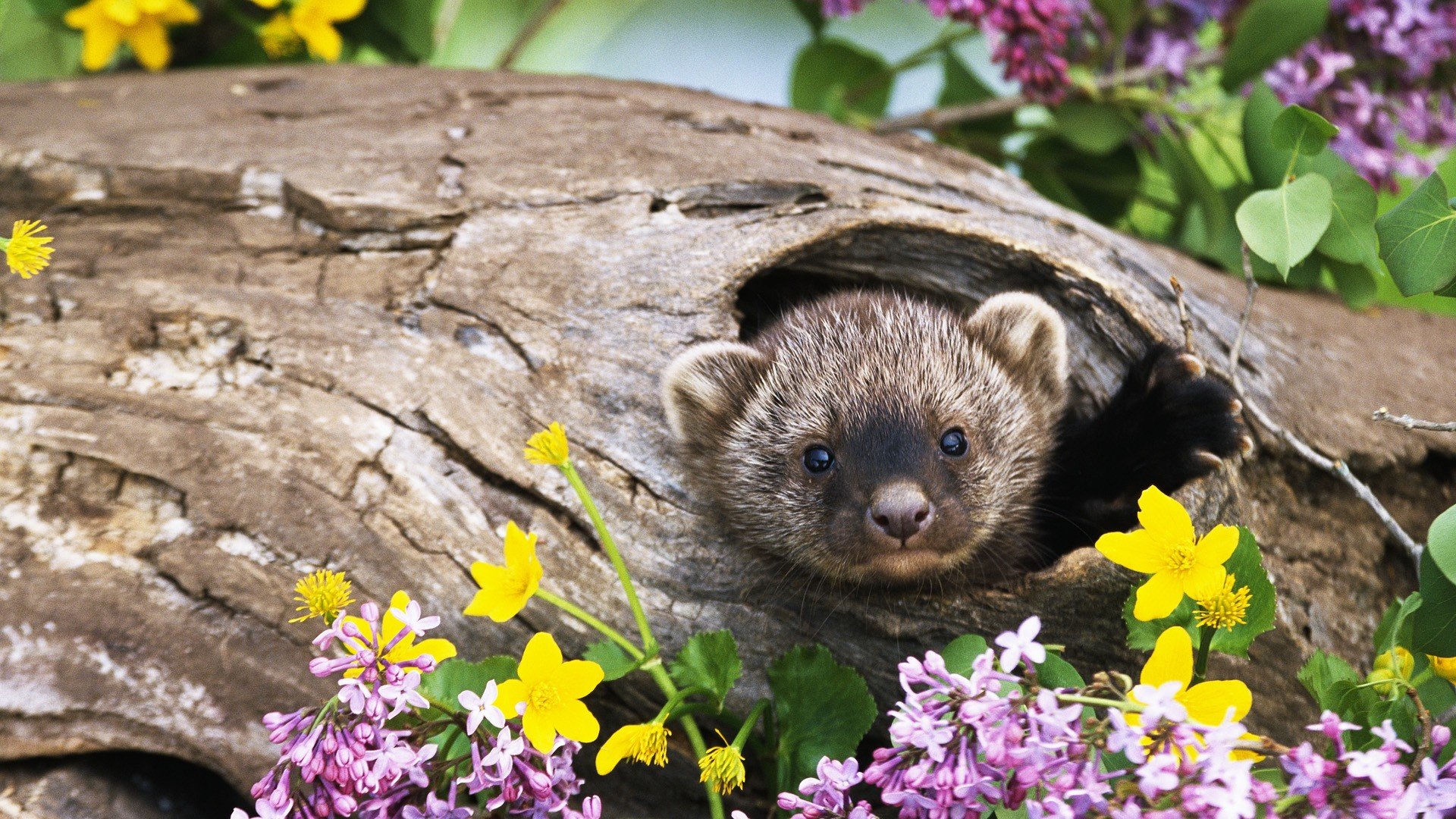 Best Ferret Background Id - Ferret Backgrounds - 1920x1080 Wallpaper