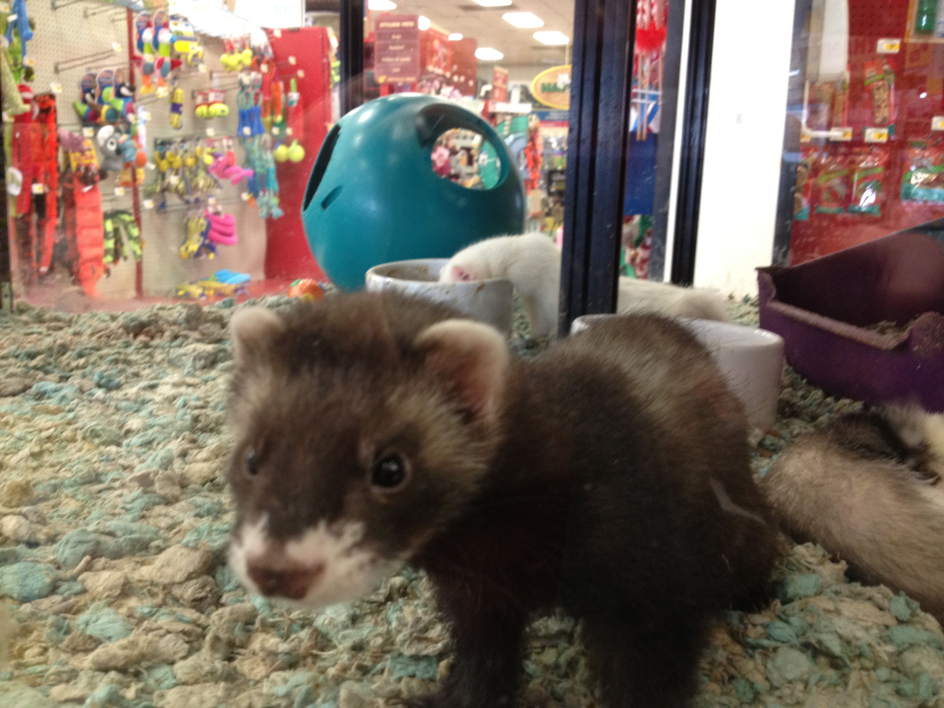 Ferret - HD Wallpaper 