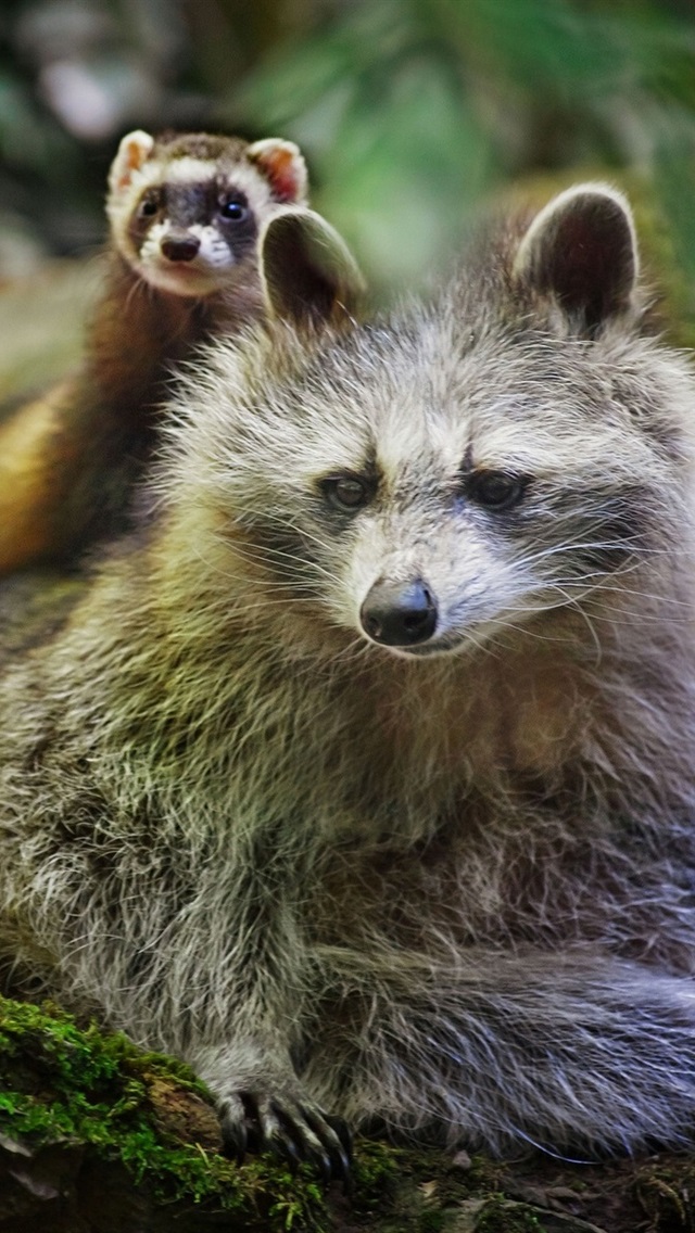 Raccoon Ferret - HD Wallpaper 