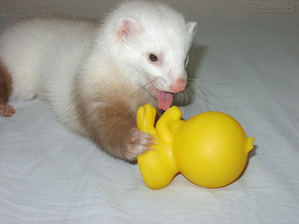 Ferret - HD Wallpaper 