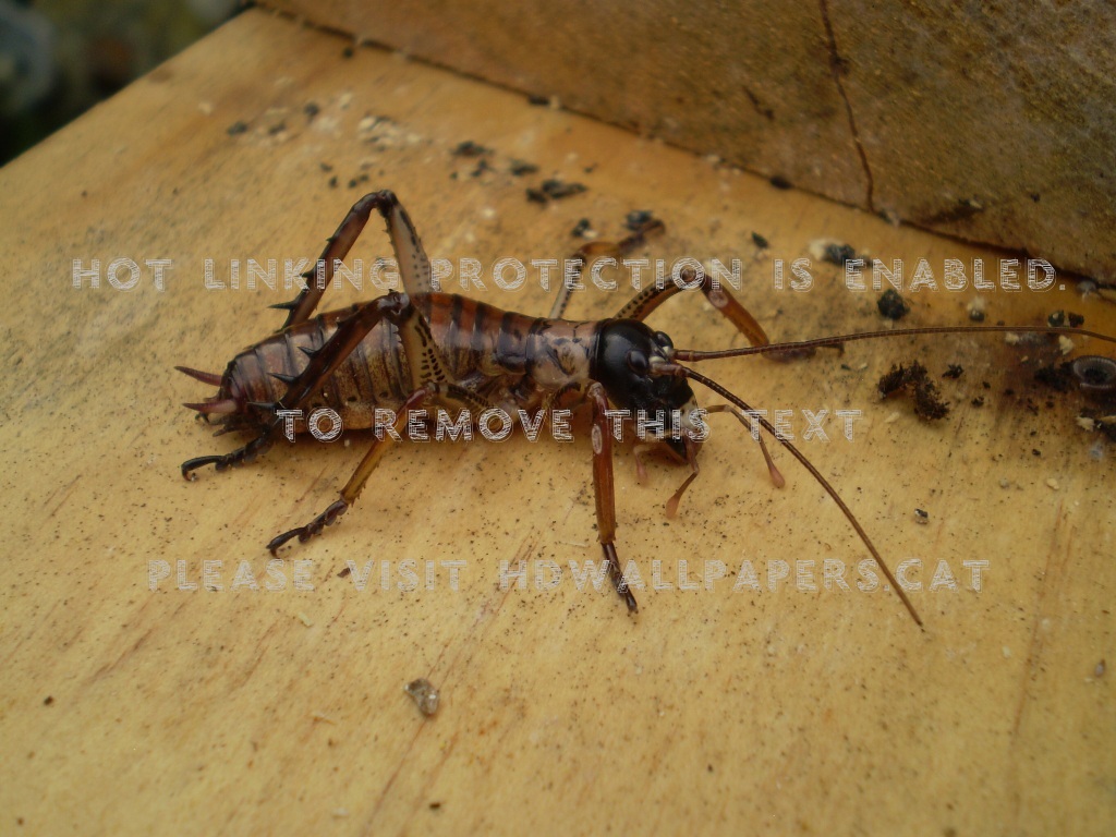 Wetter Insect Bug 50mm New Zealand Nature - New Zealand Wetter - HD Wallpaper 
