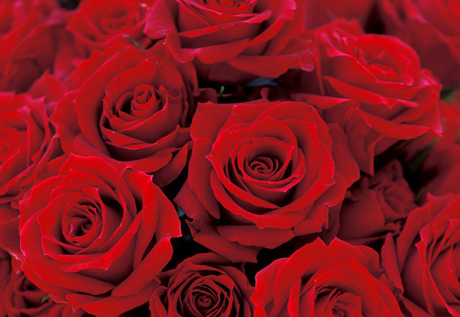 Garden Roses - HD Wallpaper 