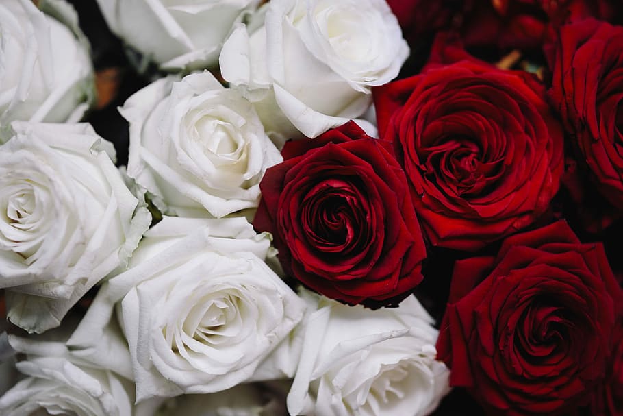 White And Red Roses Bouquet, Flower, Flowers, Flora, - Flowers Rose White And Red - HD Wallpaper 