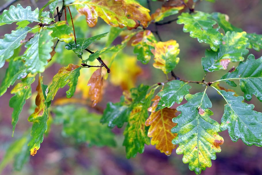 Oak, Foliage, Yellow, Golden, Colorful, Wet, Rain, - Autumn - HD Wallpaper 