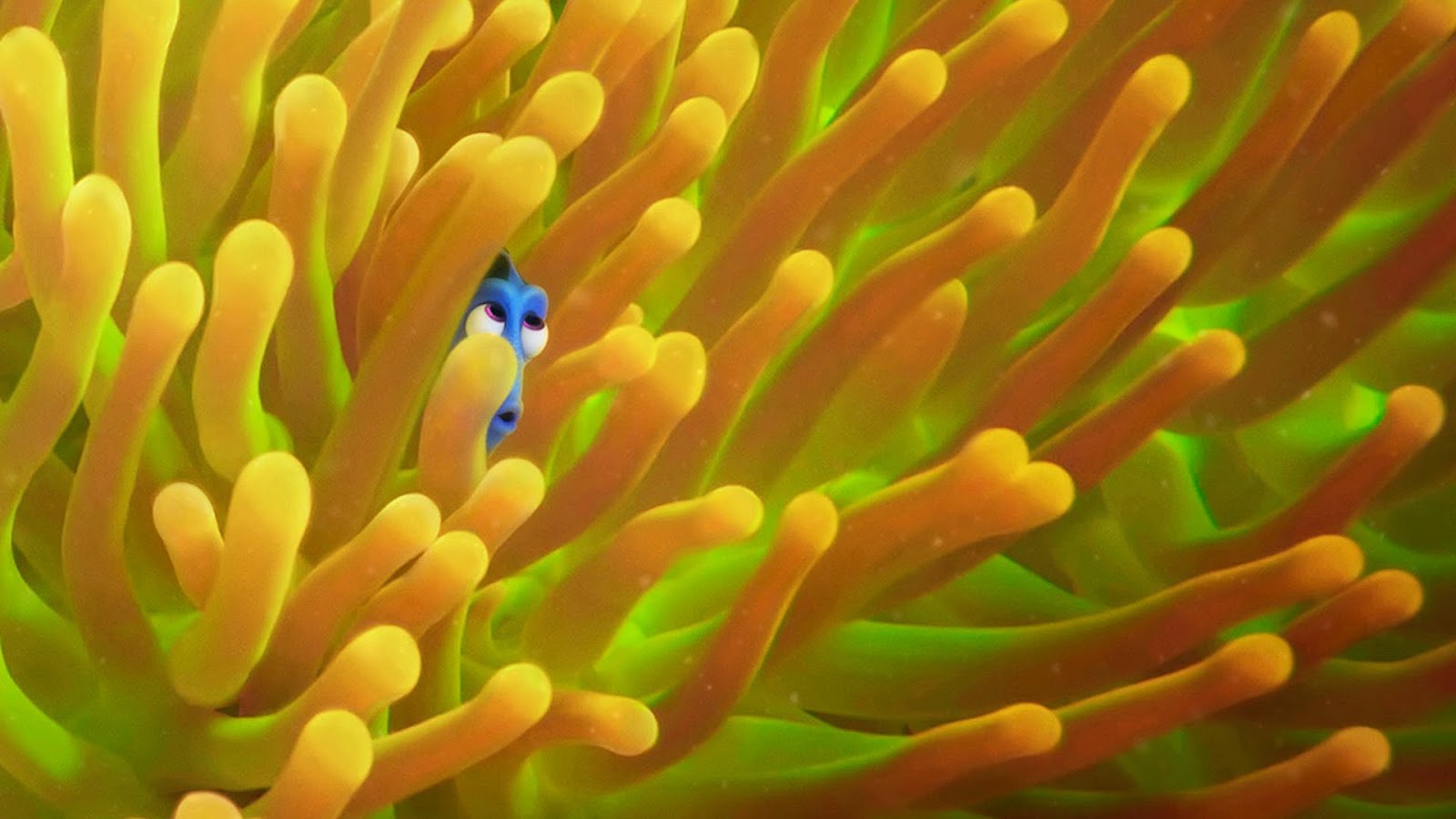 Dory Hiding - HD Wallpaper 
