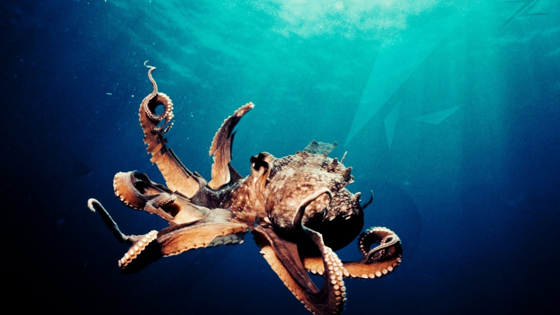 Octopus Ocean Sealife Underwater Sea Moving Fish Animation - Octopus - HD Wallpaper 