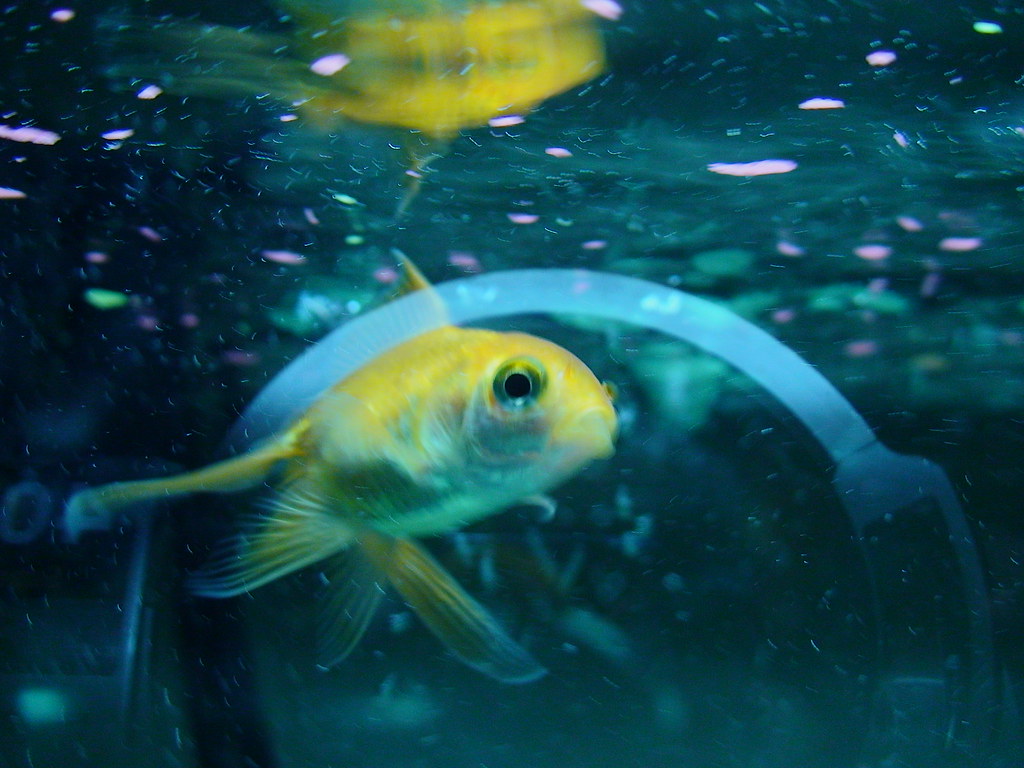 Underwater - HD Wallpaper 