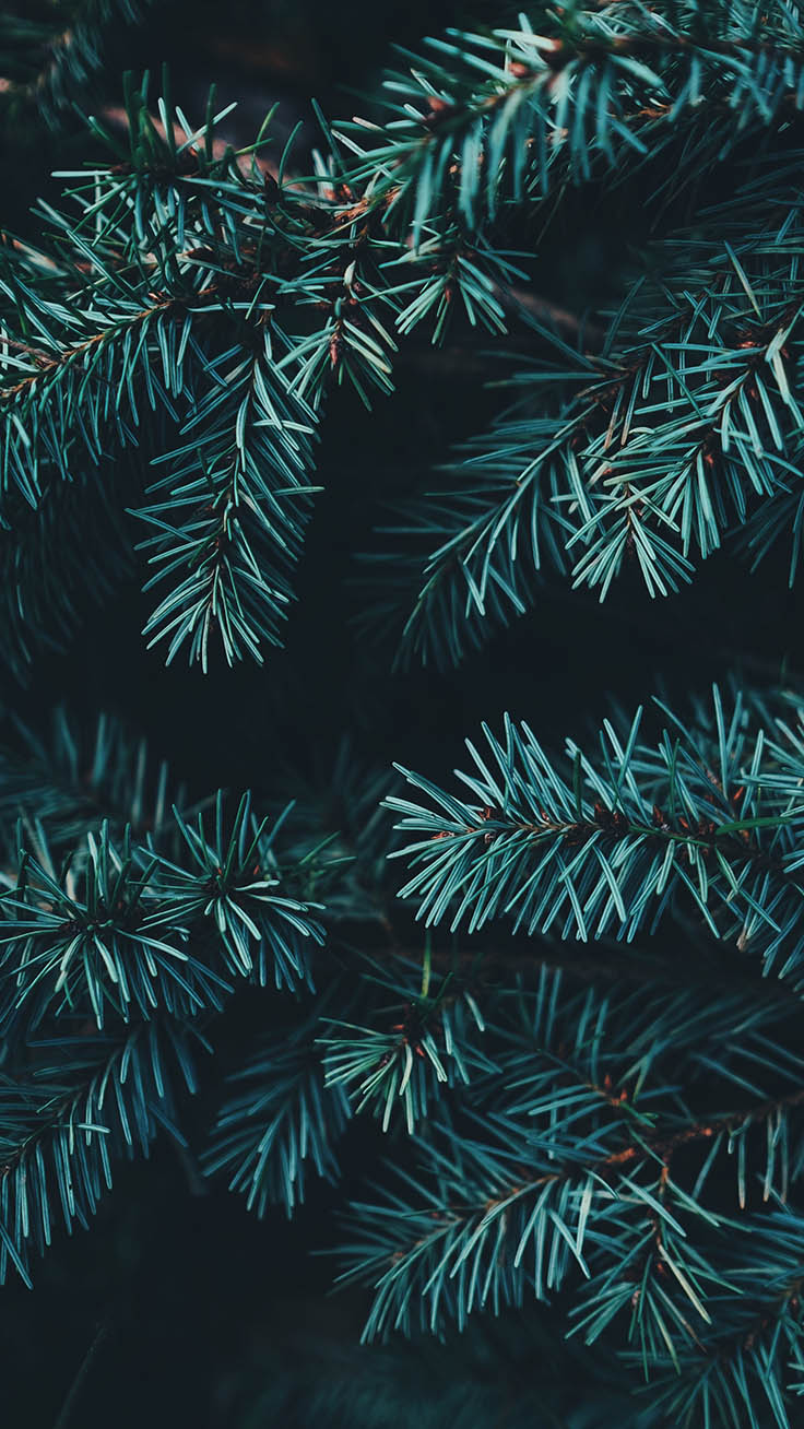 Happy Holidays Enjoy 35 Christmas Iphone Wallpapers - Pine Tree Iphone Background - HD Wallpaper 